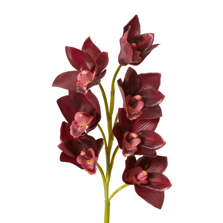 Cymbidium Lush Stem Burgundy 18x10x58cm