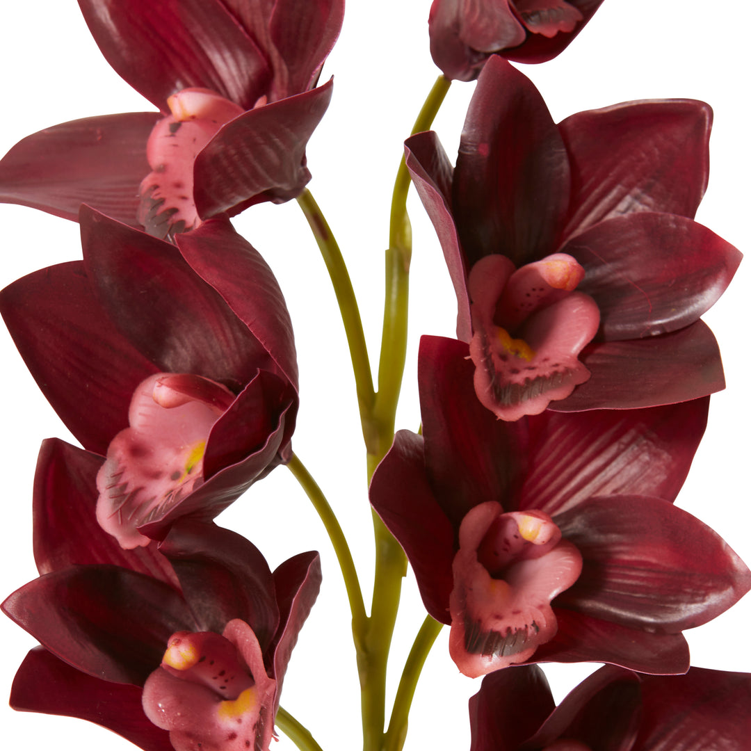 Cymbidium Lush Stem Burgundy 18x10x58cm