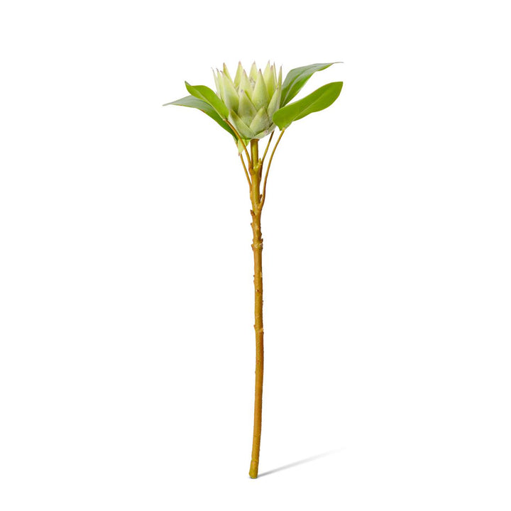 Protea King Small Stem 13x23x51cm Green
