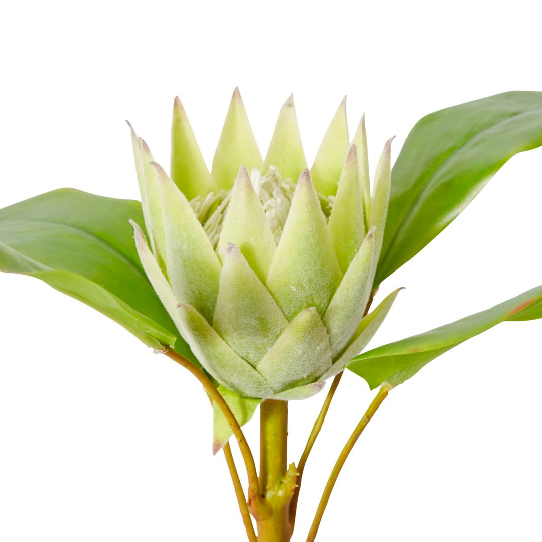 Protea King Small Stem 13x23x51cm Green