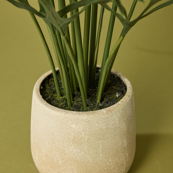 Blue Star Fern Pot 46x46x81cm