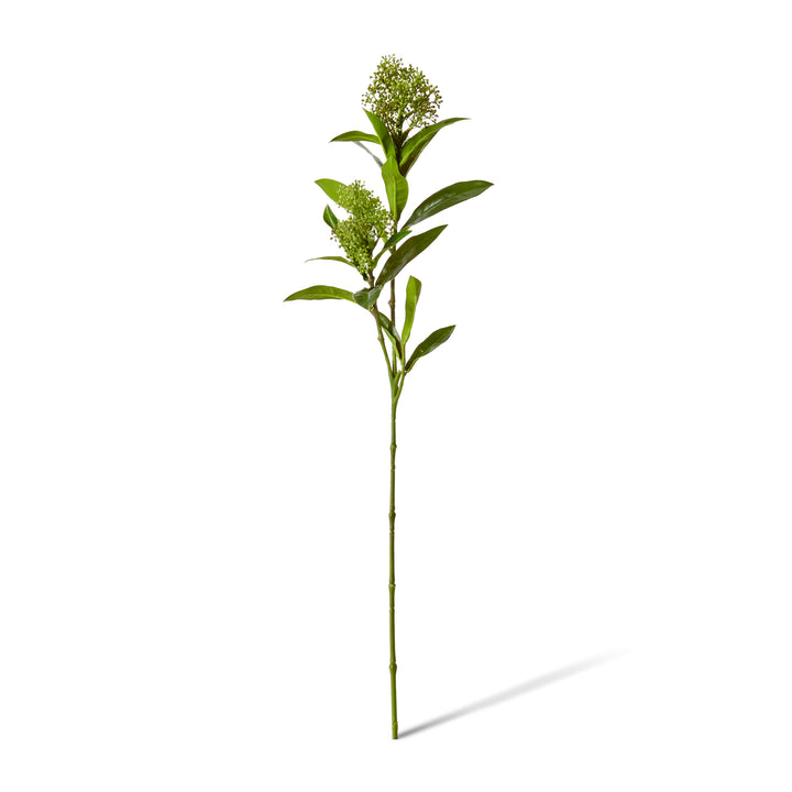 Skimmia Spray Green 20x14x72cm