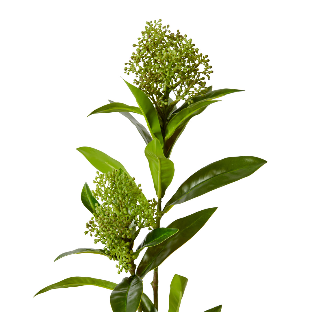 Skimmia Spray Green 20x14x72cm