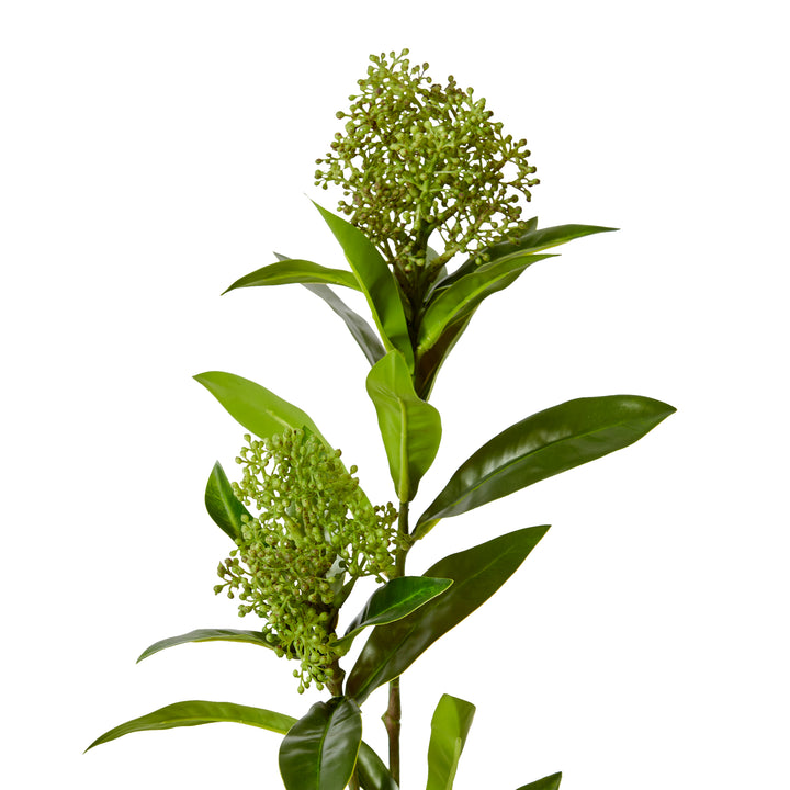 Skimmia Spray Green 20x14x72cm