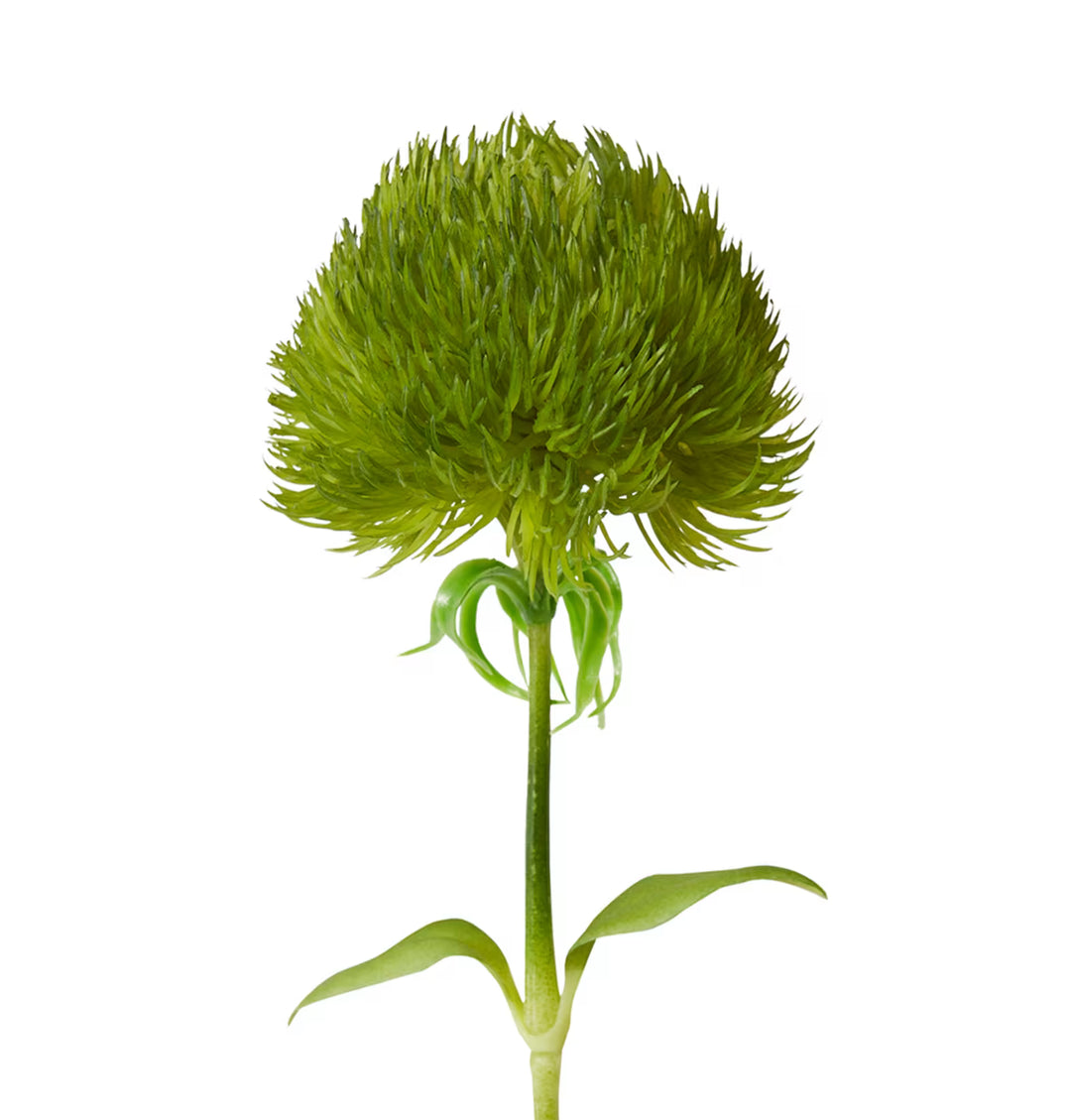 Dianthus Stem 12x9x52cm Green