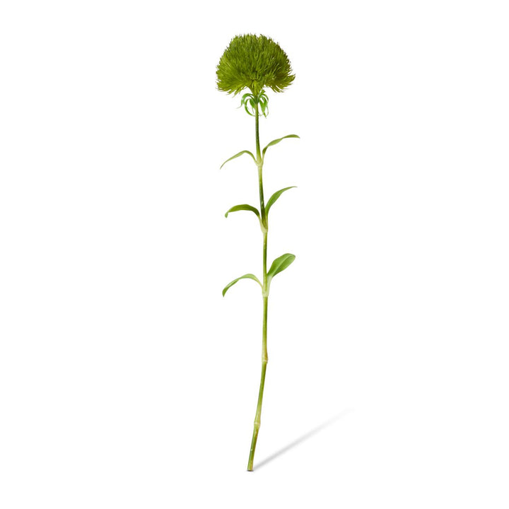 Dianthus Stem 12x9x52cm Green