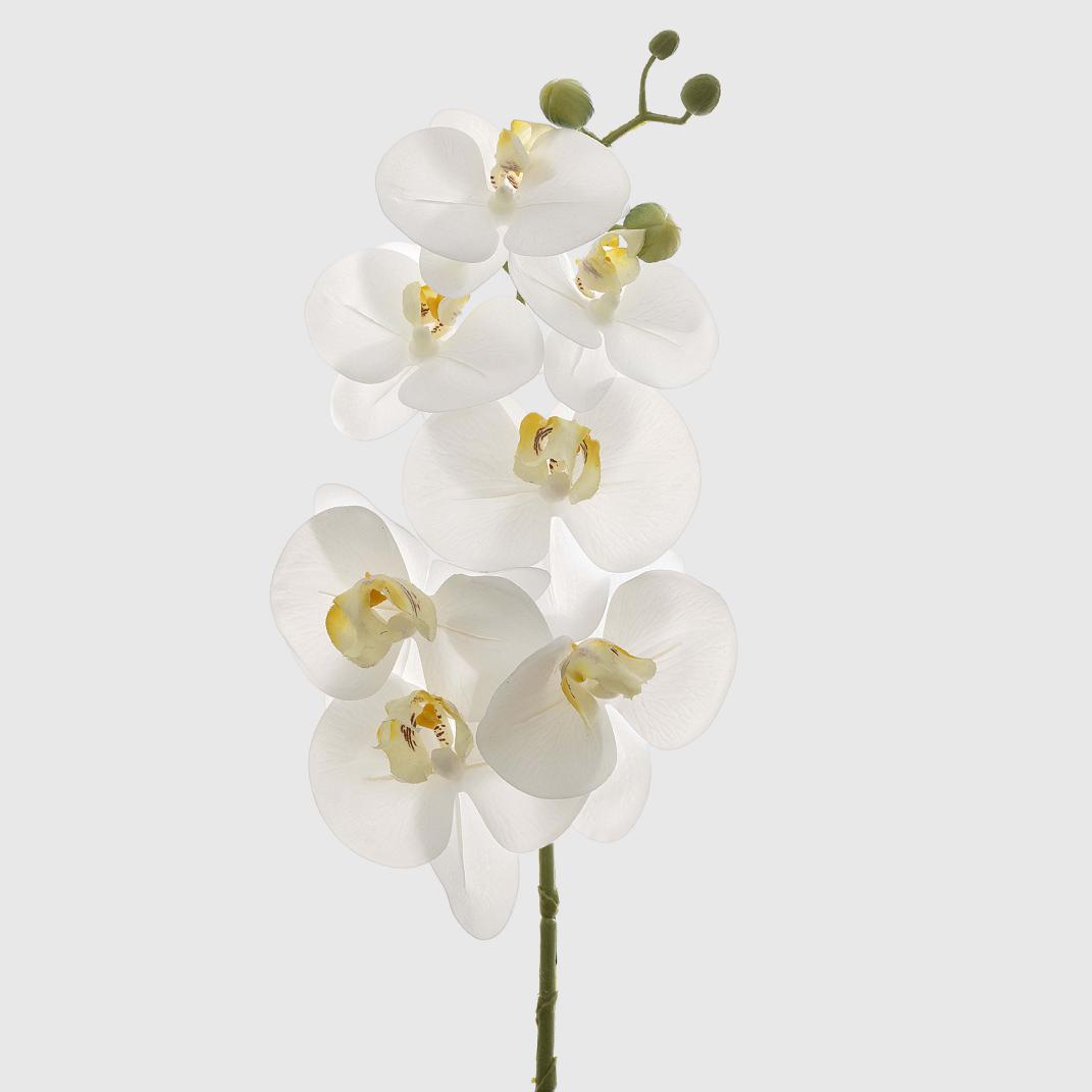 Orchid Phalaenopsis Spray Real Touch 70cm White 70x10cm