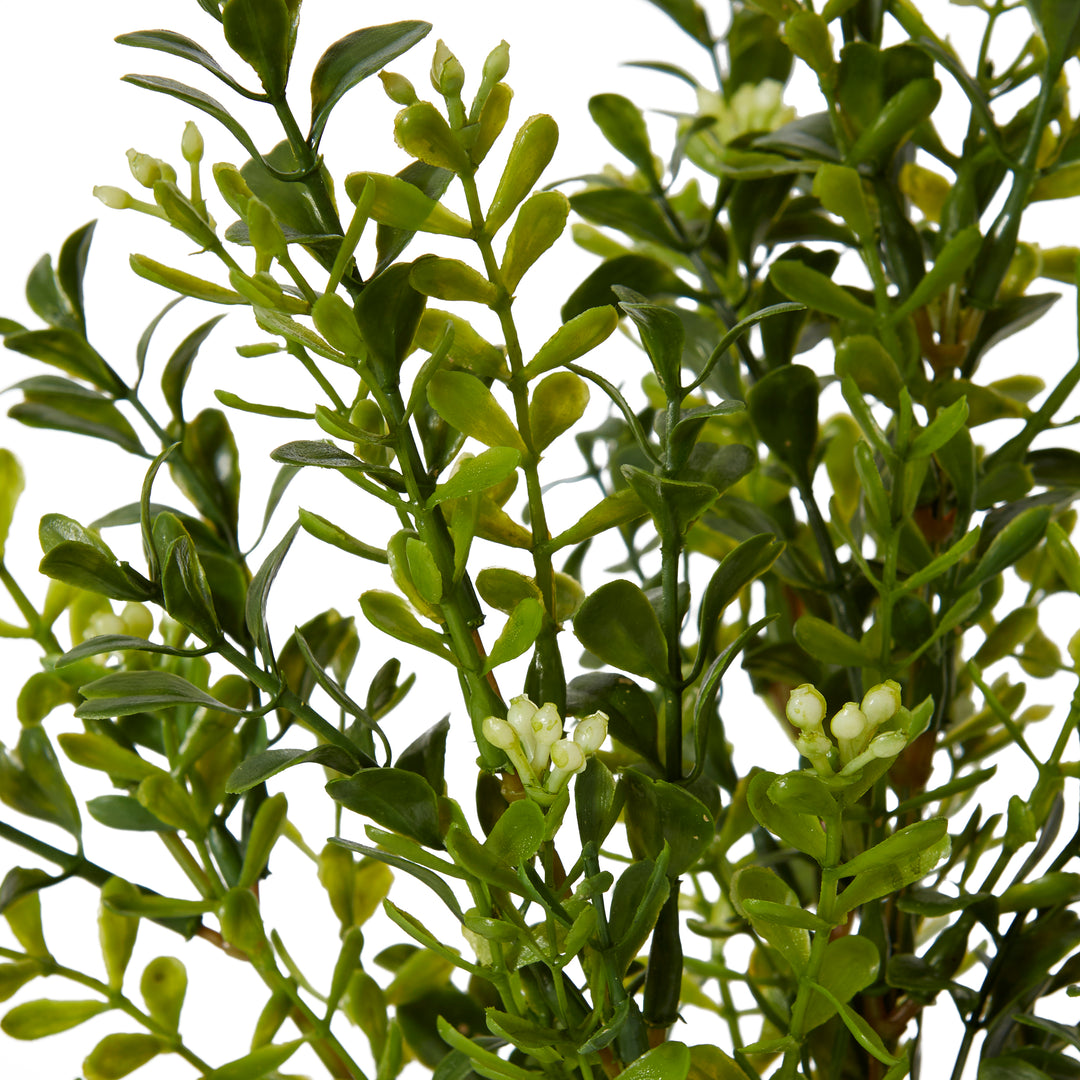 Boxwood Small Seeding Bush (Outdoor) 20x20x30cm Green