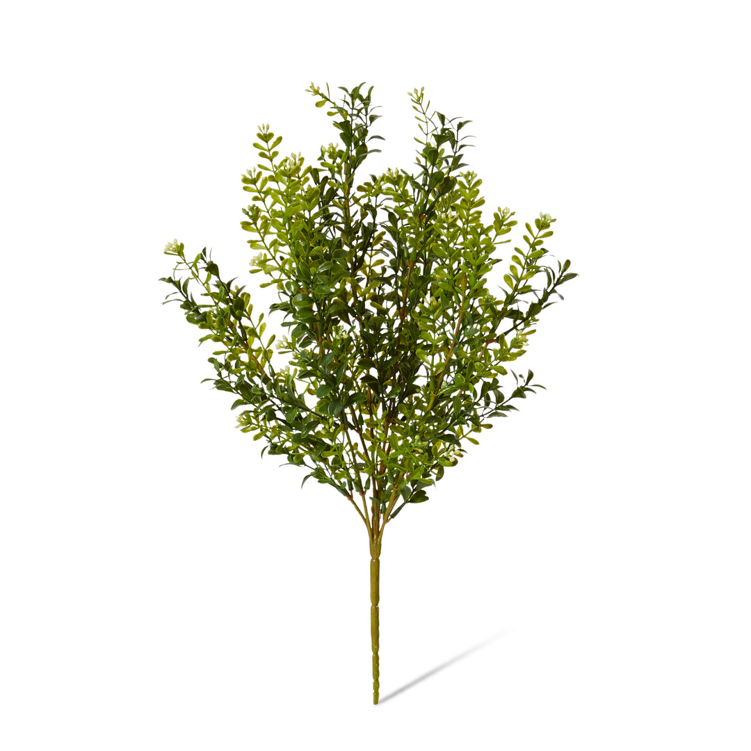 Boxwood Large Seeding Bush (Outdoor) 25x25x51cm Green