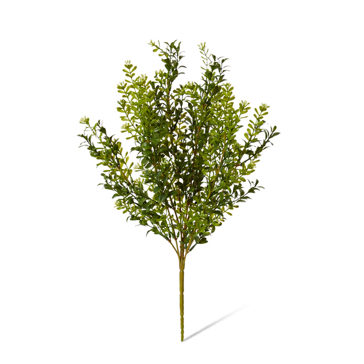 Boxwood Large Seeding Bush (Outdoor) 25x25x51cm Green