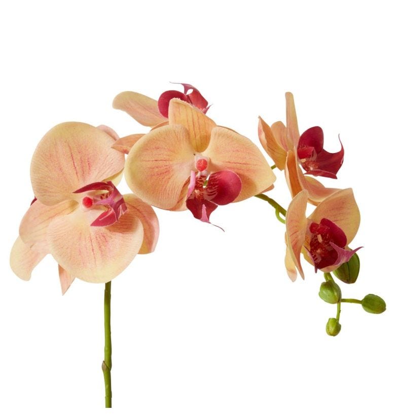 Phalaenopsis Orchid Stem 25x10x55cm Apricot