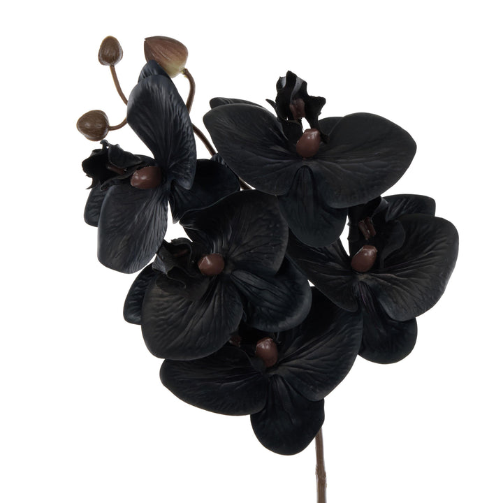 Phalaenopsis Stem 13x7x56cm