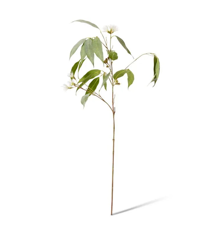 Eucalyptus Flowering Spray White/Green 30x14x91cm