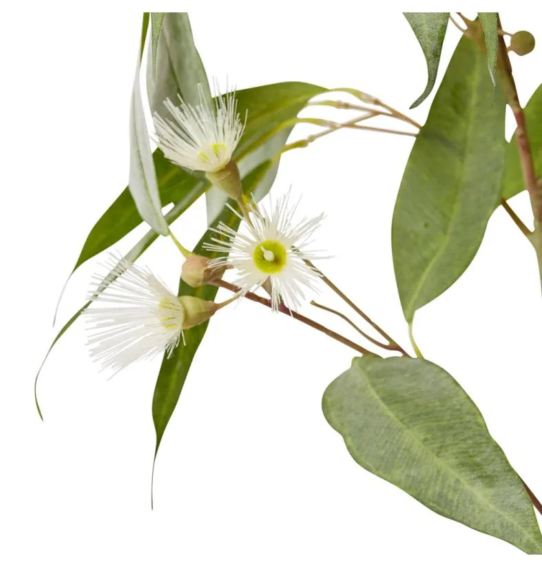 Eucalyptus Flowering Spray White/Green 30x14x91cm