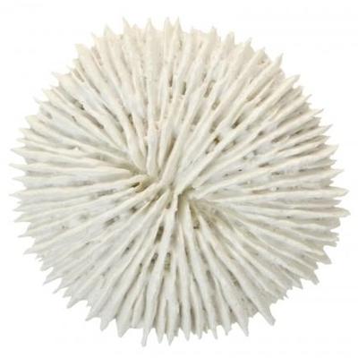 White Resin Fungia Coral