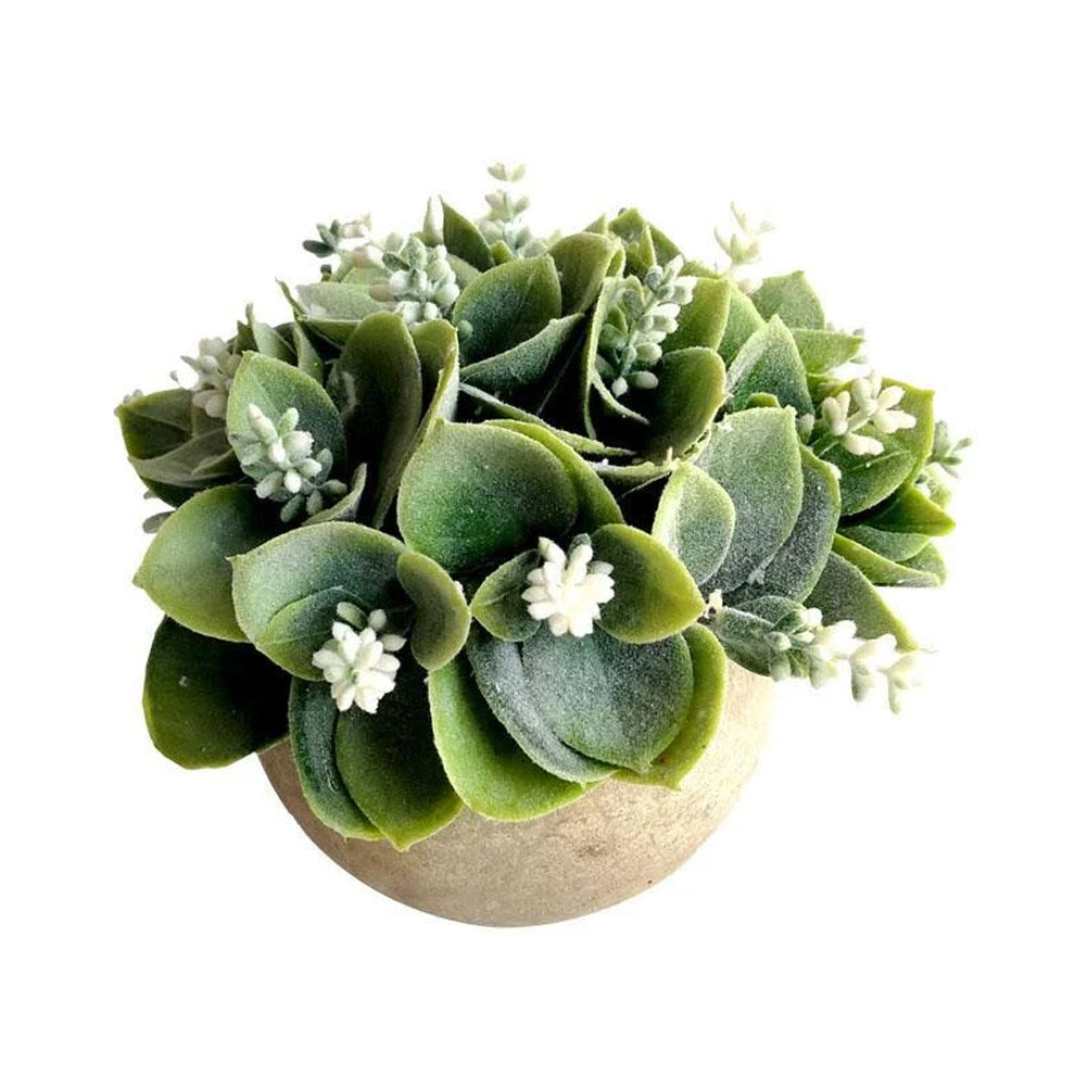 White Flowering Succulent Round Pot