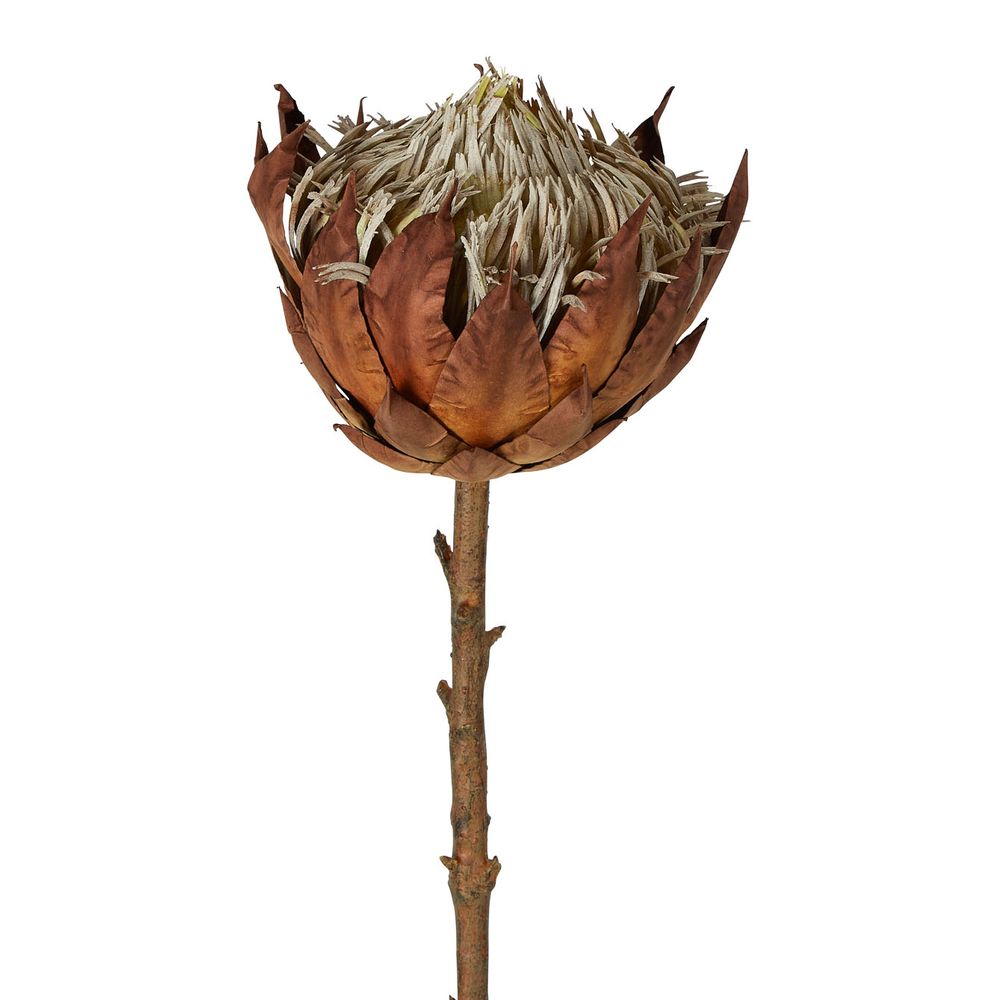 Dried Protea Stem Large Brown 66cm