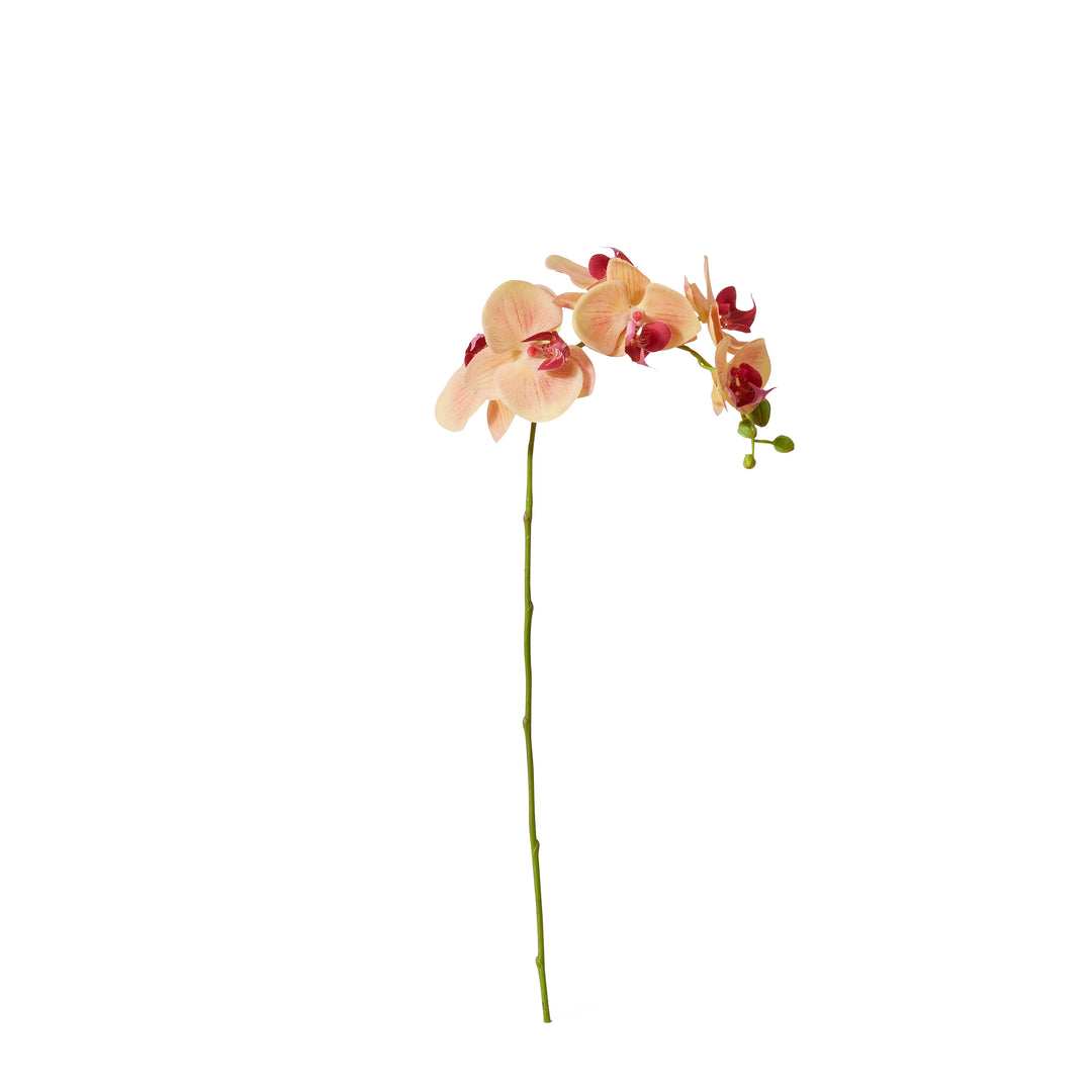 Phalaenopsis Orchid Stem 25x10x55cm Apricot