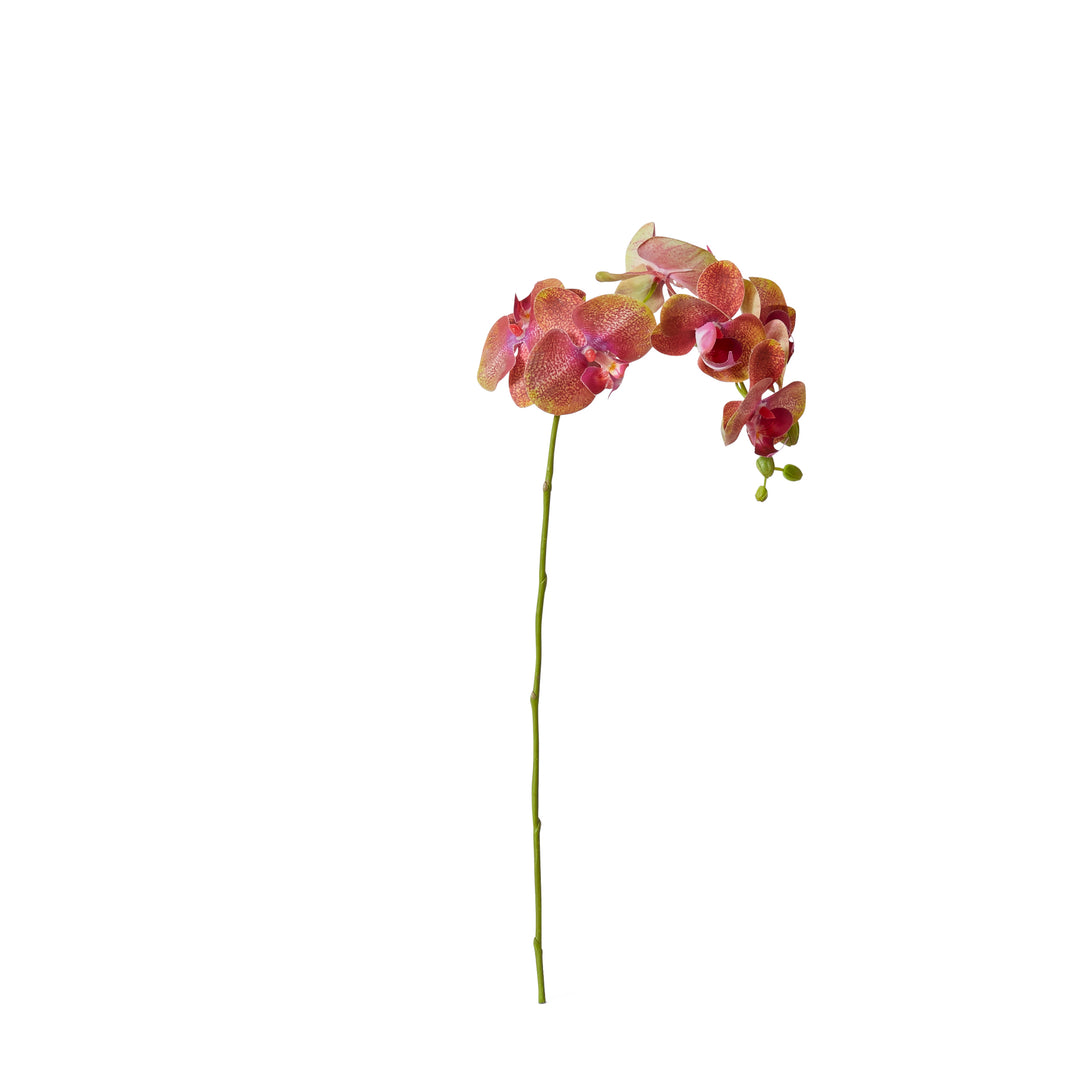 Phalaenopsis Orchid Stem 25x10x55cm Green/Burgundy