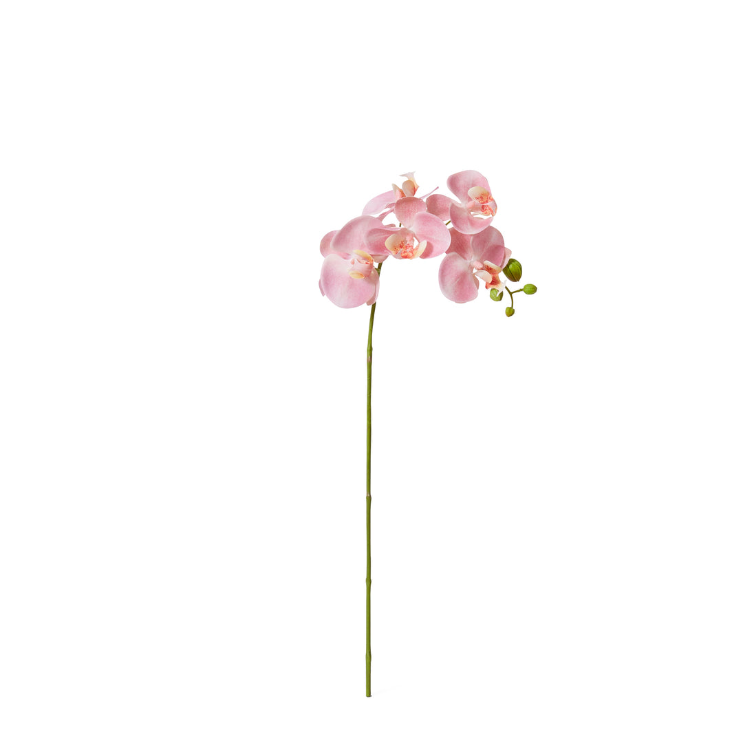 Phalaenopsis Orchid Stem 25x10x55cm Pink