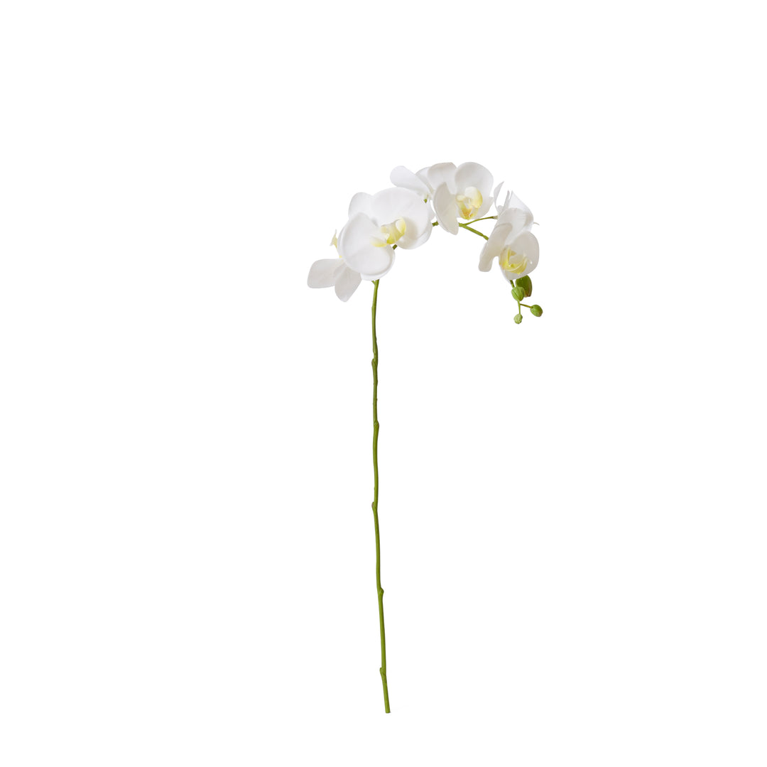 Phalaenopsis Orchid Stem 25x10x55cm White