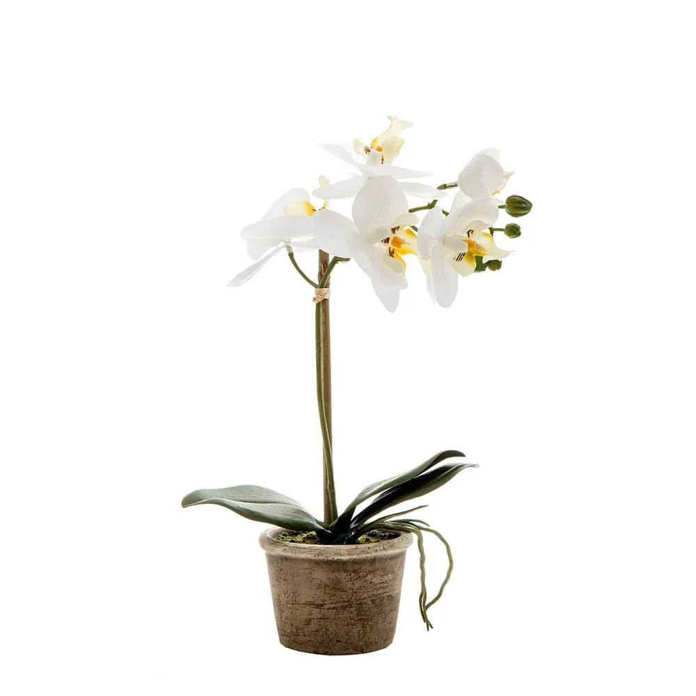 Orchid in Grey Stone Pot Small 30cm White