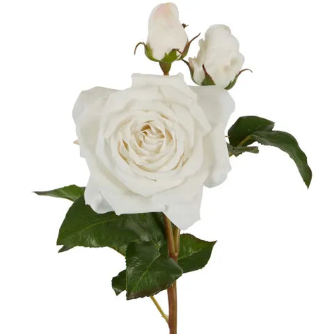 Olivia White Bud Real Touch Rose Stem 53cm